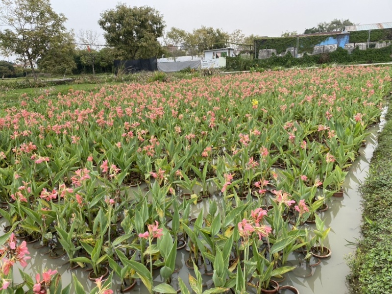 广东基地大量供应水生美人蕉盆苗、袋苗，地苗