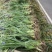 水生鸢尾基地大量供货，欢迎下单数量有限