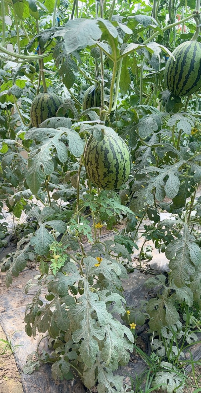 小糖丸河北饶阳小糖丸小西瓜全国发货