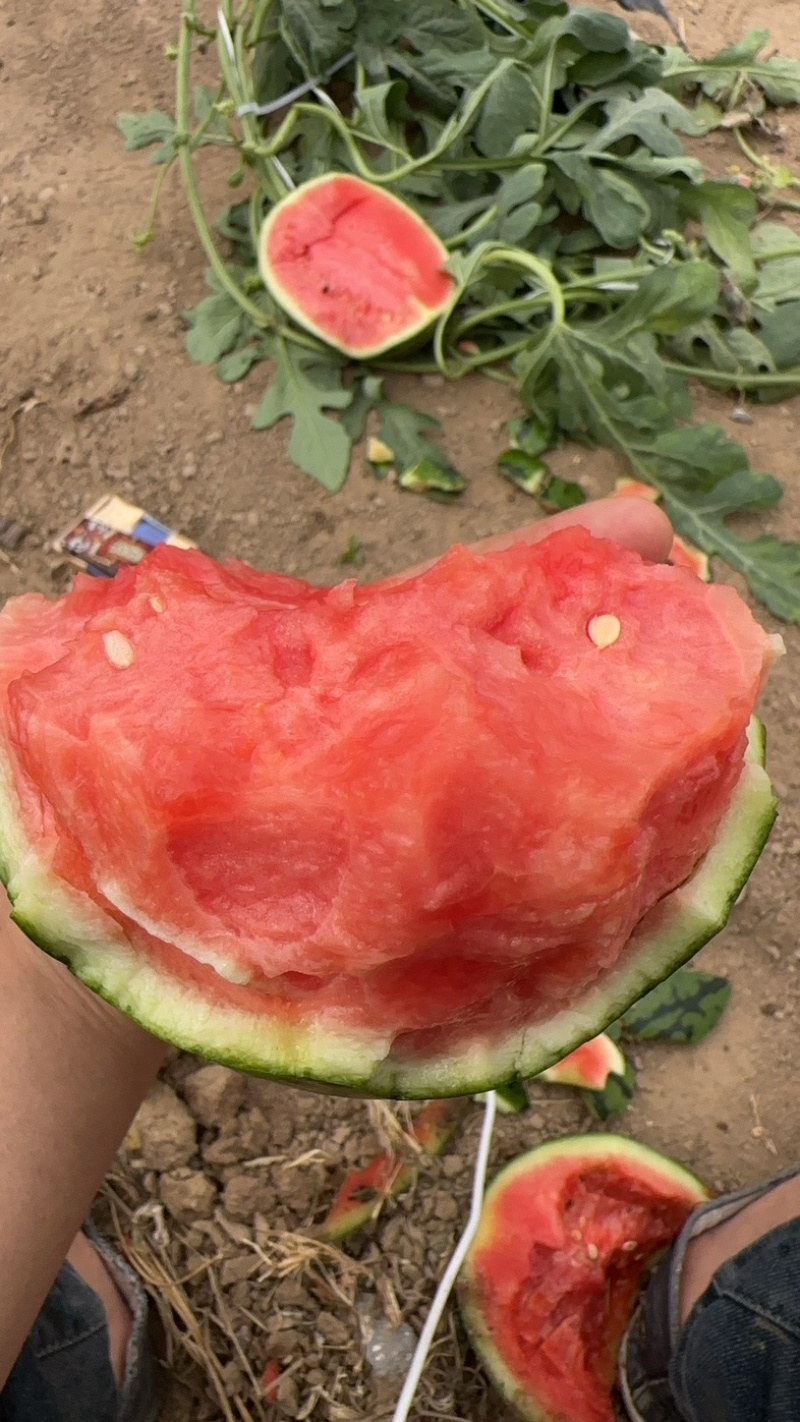 小糖丸河北饶阳小糖丸小西瓜全国发货