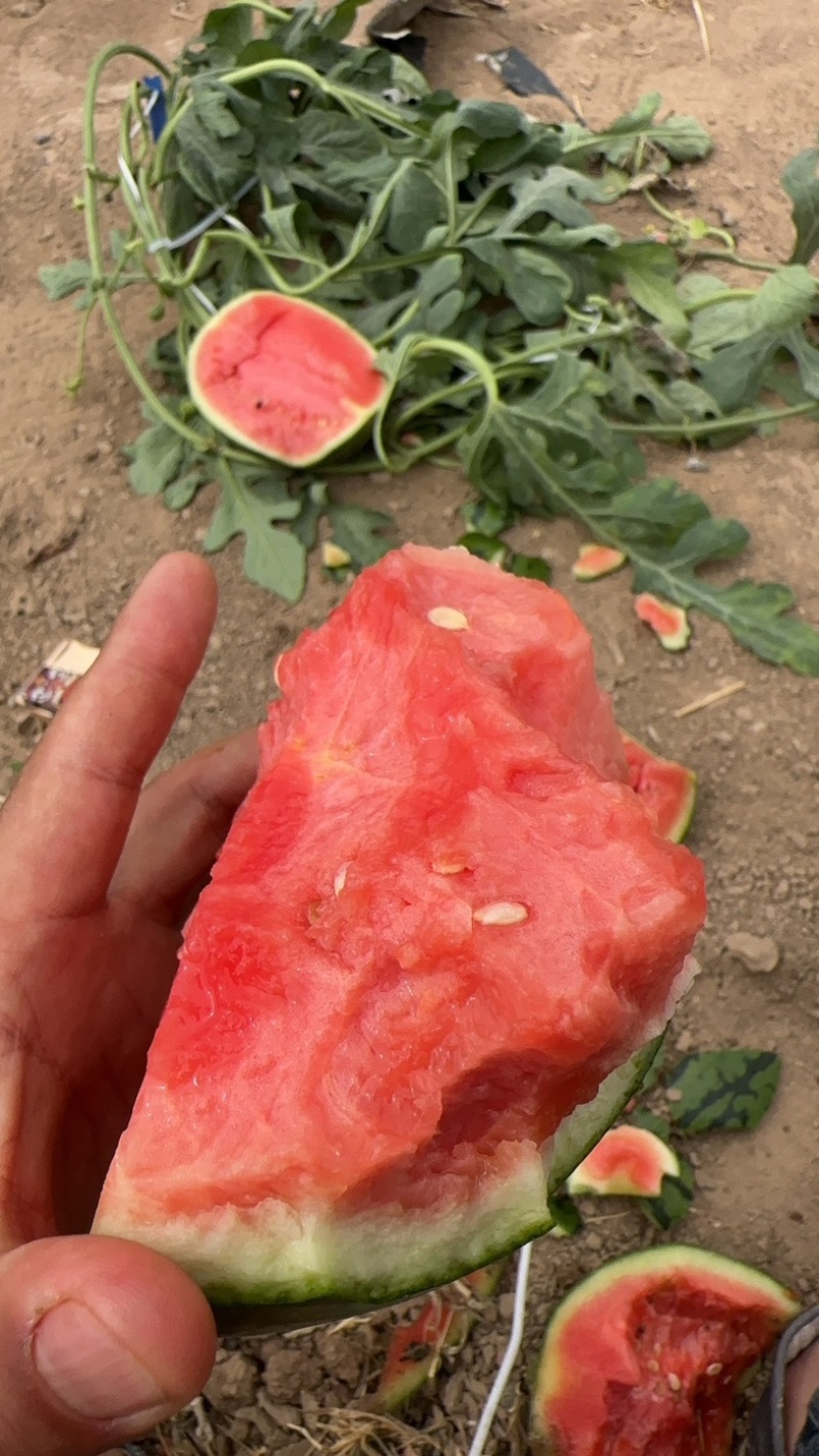 小糖丸河北饶阳小糖丸小西瓜全国发货