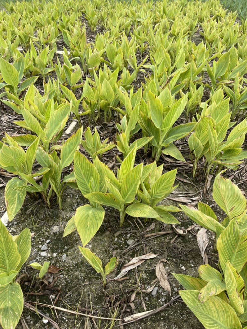 花叶美人蕉基地大量