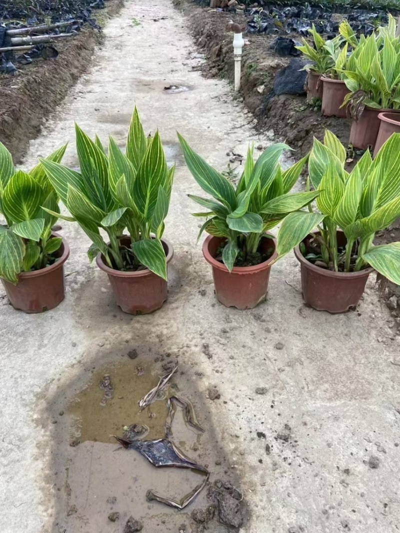 花叶美人蕉基地大量