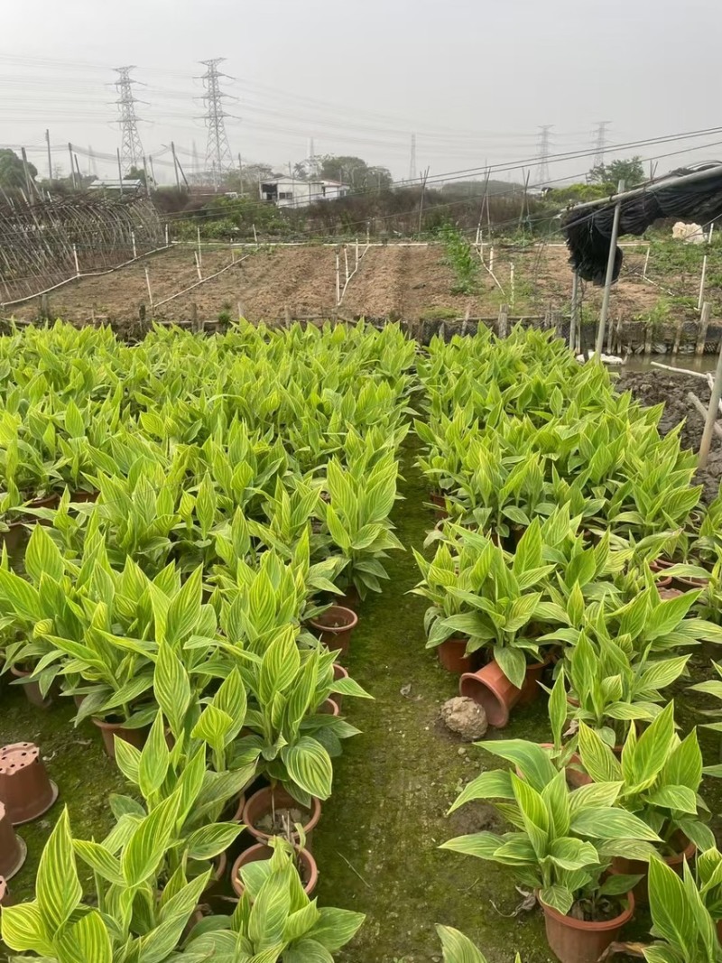 花叶美人蕉基地大量