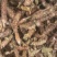 夏枯球便宜不贵又实惠欢迎咨询/线下10年老店/全国发货