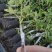 平阴玫瑰苗食用药用玫瑰苗丰花一号重瓣玫瑰苗