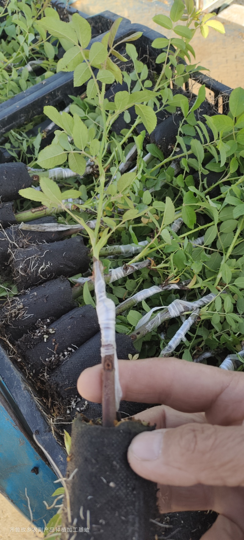 平阴玫瑰苗食用药用玫瑰苗丰花一号重瓣玫瑰苗