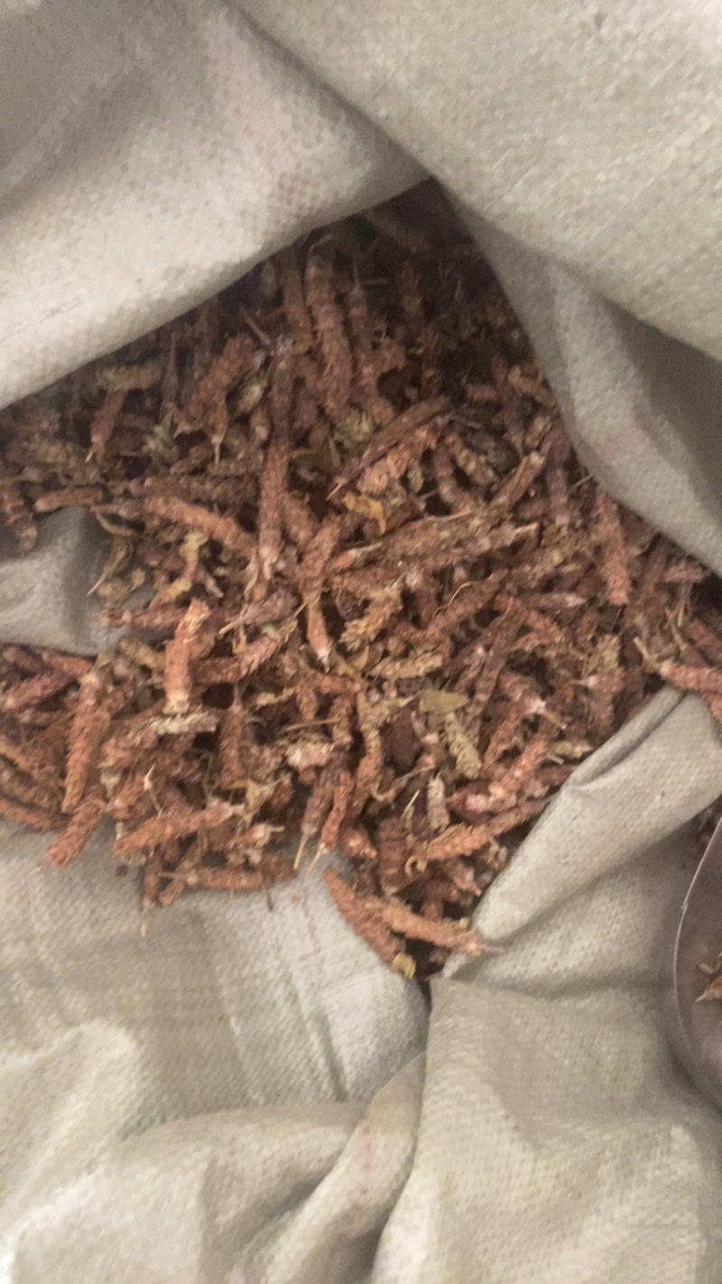夏枯球便宜不贵又实惠欢迎咨询/线下10年老店/全国发货