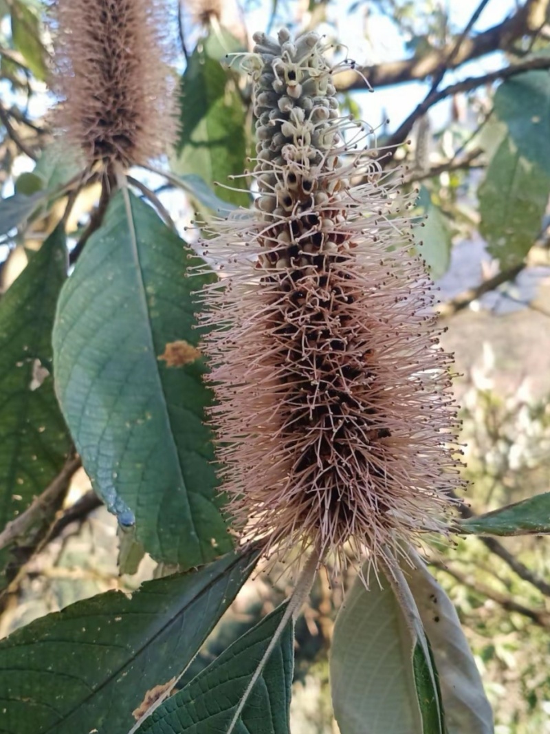云南黑蜂蜜，一件代发
