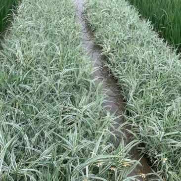花叶芦竹广东水生植物供应盆苗、袋苗、裸根苗