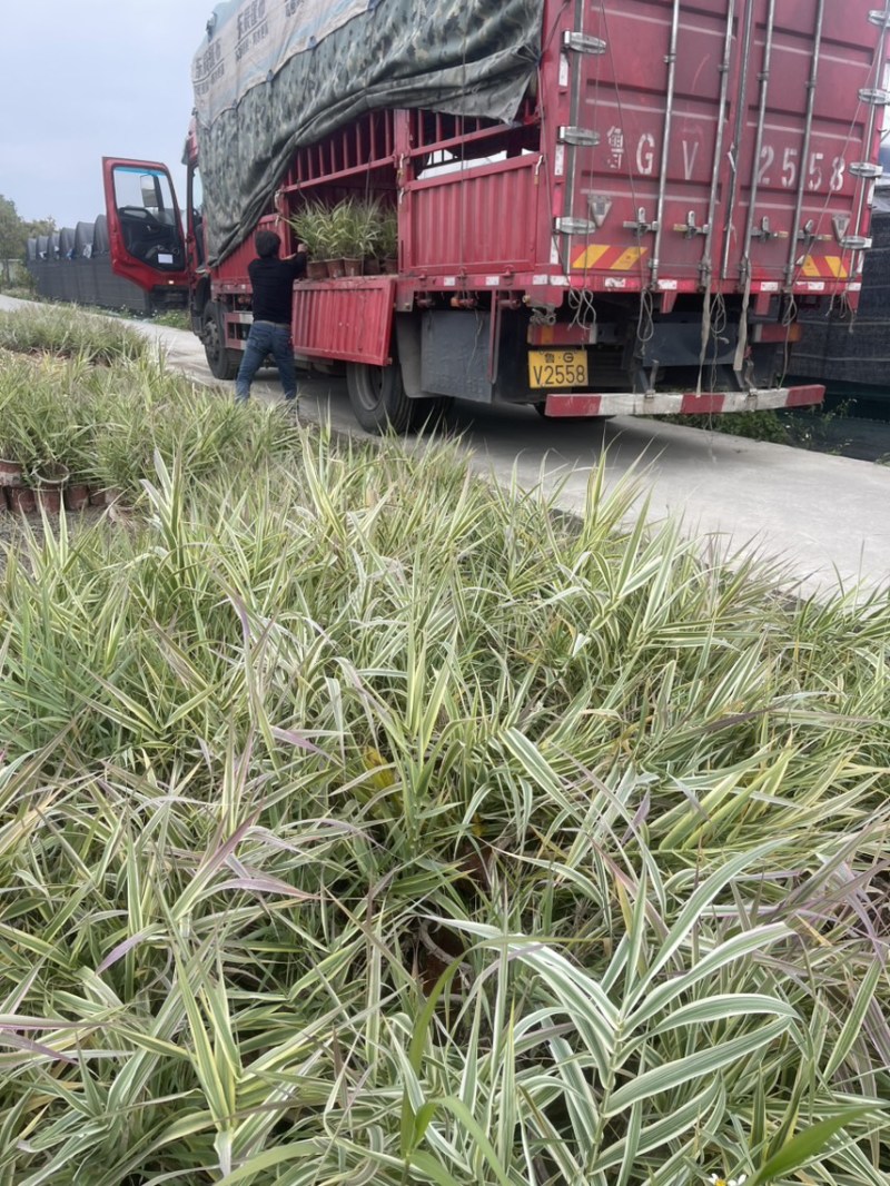 花叶芦竹广东水生植物供应盆苗、袋苗、裸根苗