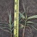 花叶芦竹广东水生植物供应盆苗、袋苗、裸根苗