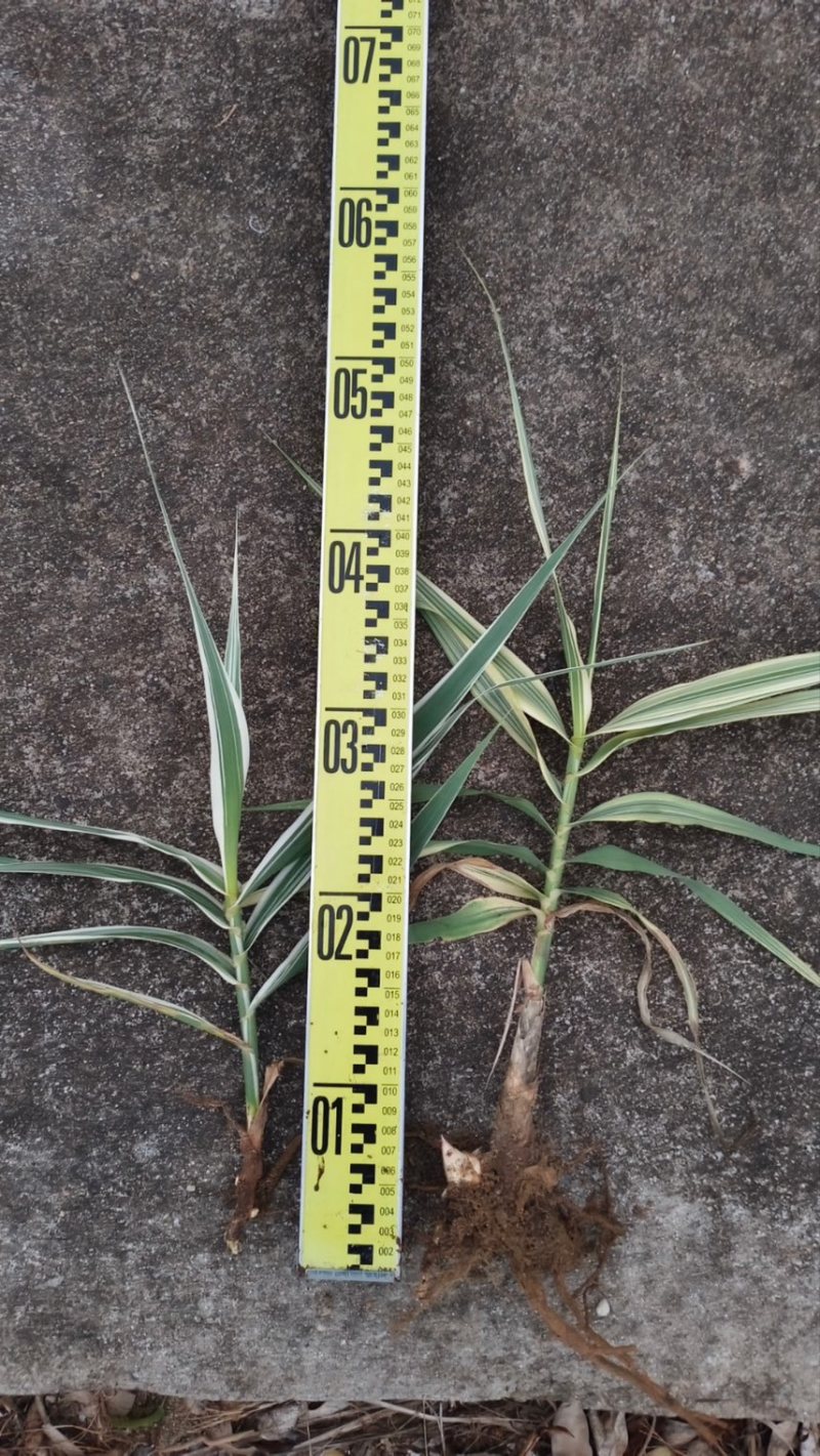 花叶芦竹广东水生植物供应盆苗、袋苗、裸根苗