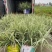 花叶芦竹广东水生植物供应盆苗、袋苗、裸根苗