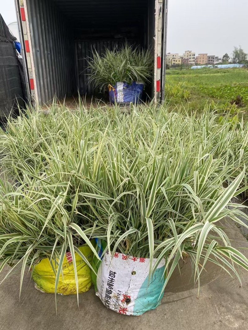 花叶芦竹广东水生植物供应盆苗、袋苗、裸根苗