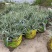 花叶芦竹广东水生植物供应盆苗、袋苗、裸根苗