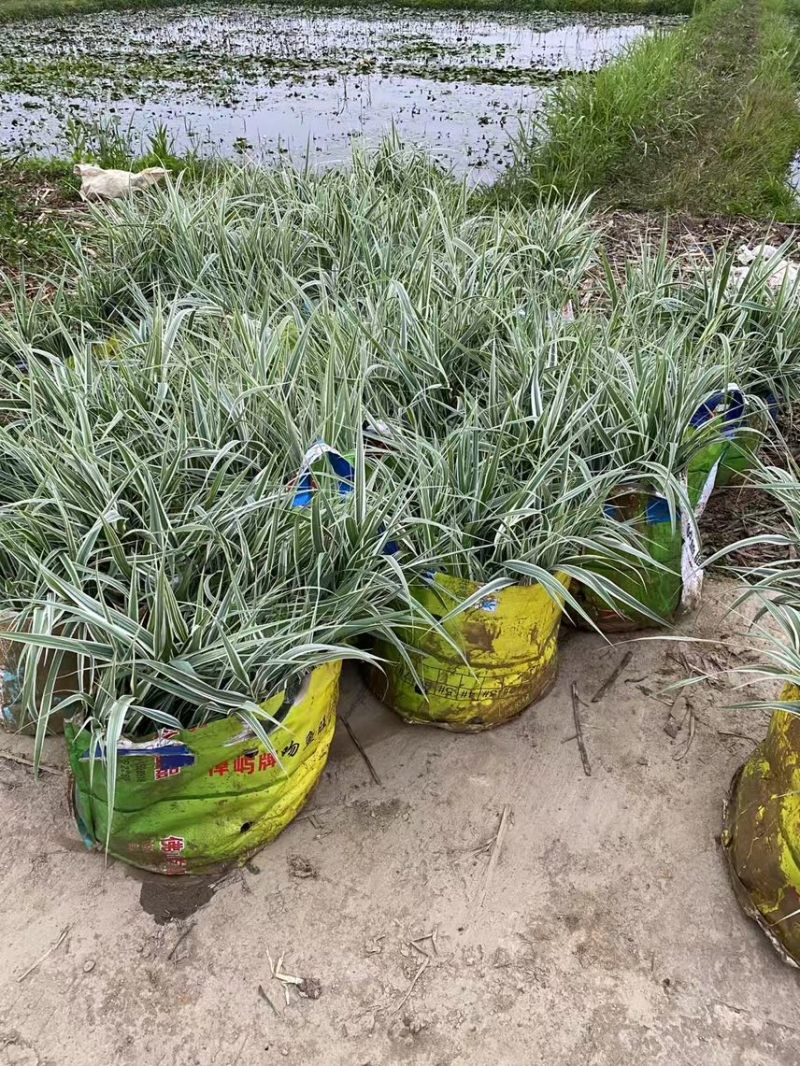 花叶芦竹广东水生植物供应盆苗、袋苗、裸根苗