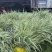 花叶芦竹广东水生植物供应盆苗、袋苗、裸根苗
