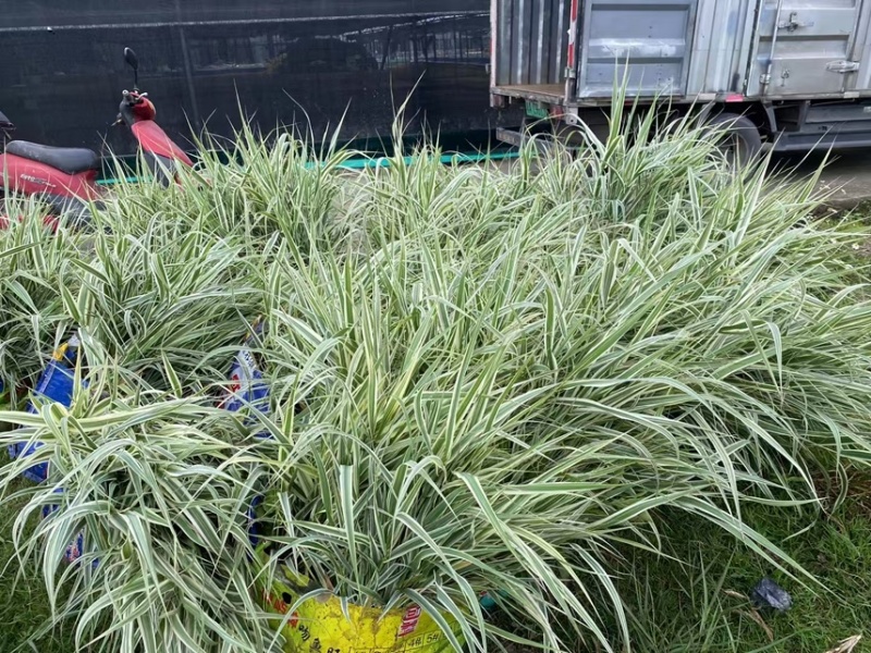 花叶芦竹广东水生植物供应盆苗、袋苗、裸根苗