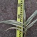 花叶芦竹广东水生植物供应盆苗、袋苗、裸根苗