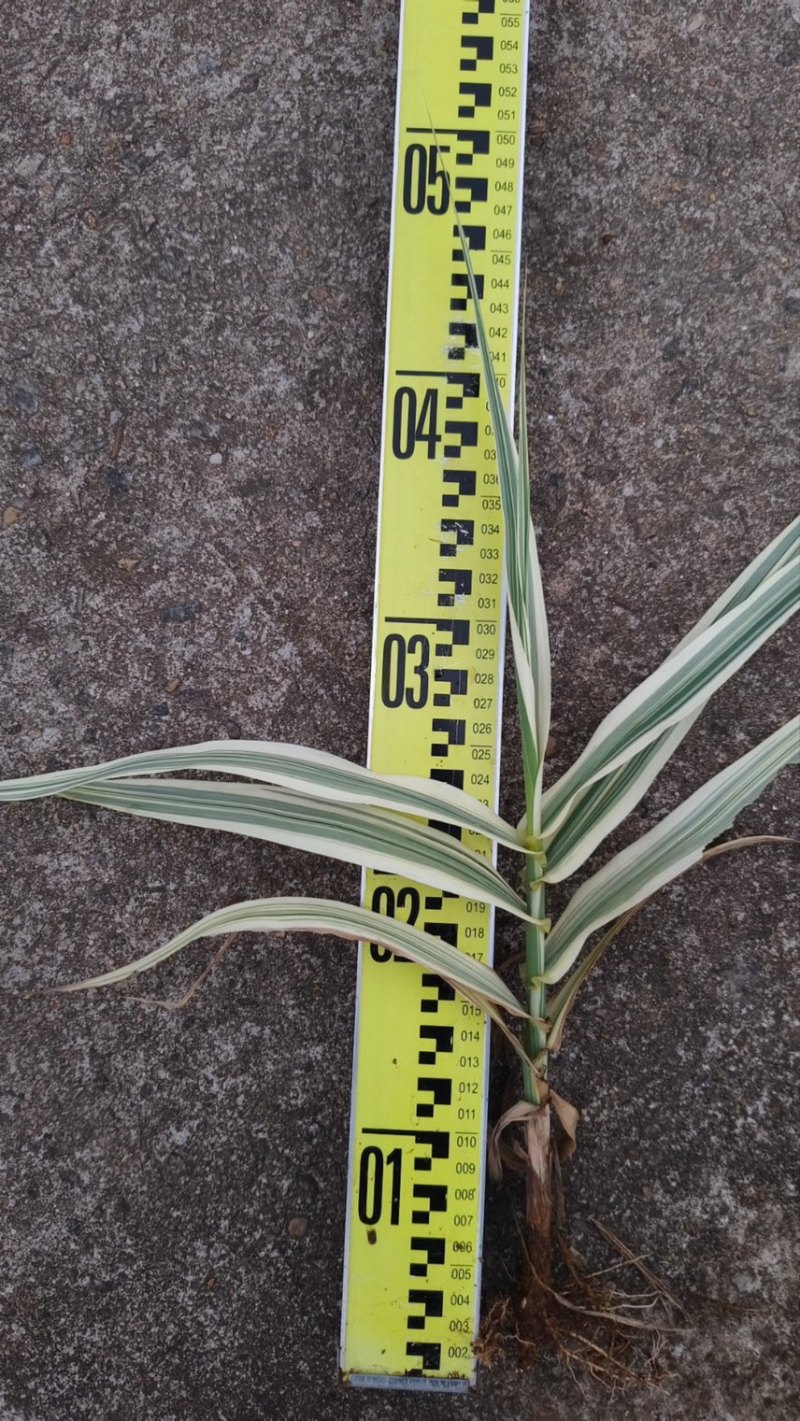 花叶芦竹广东水生植物供应盆苗、袋苗、裸根苗