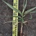 花叶芦竹广东水生植物供应盆苗、袋苗、裸根苗