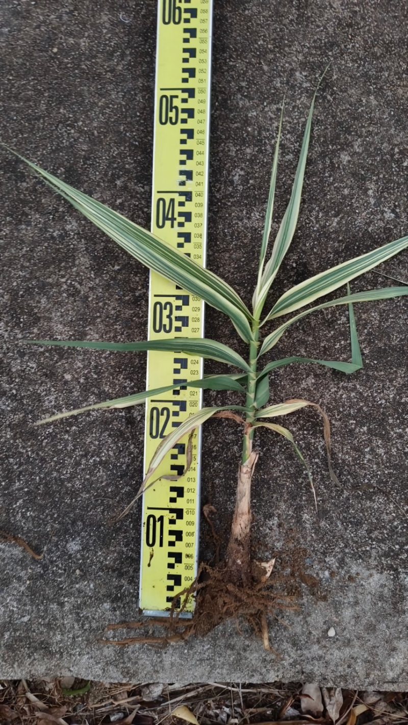 花叶芦竹广东水生植物供应盆苗、袋苗、裸根苗