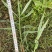 花叶芦竹广东水生植物供应盆苗、袋苗、裸根苗