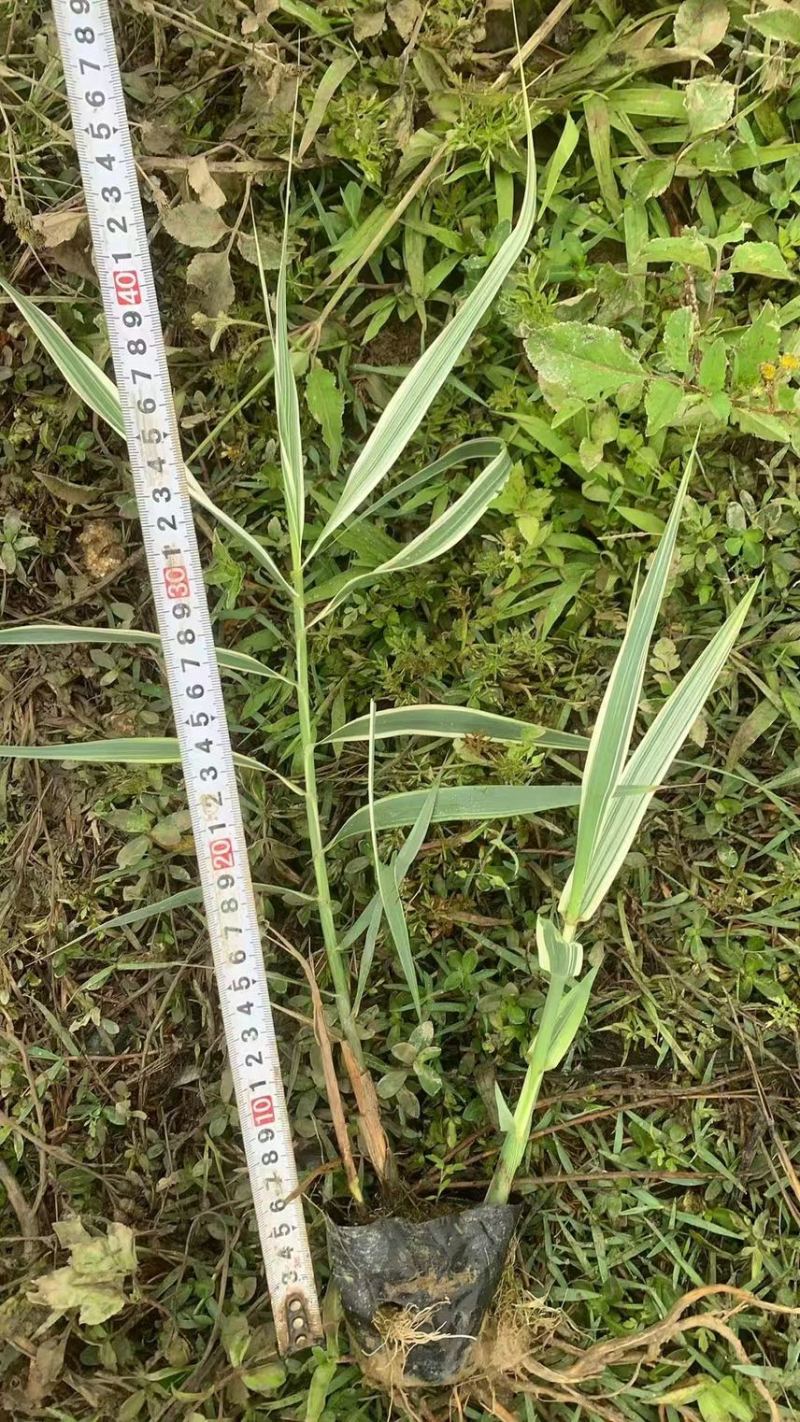 花叶芦竹广东水生植物供应盆苗、袋苗、裸根苗