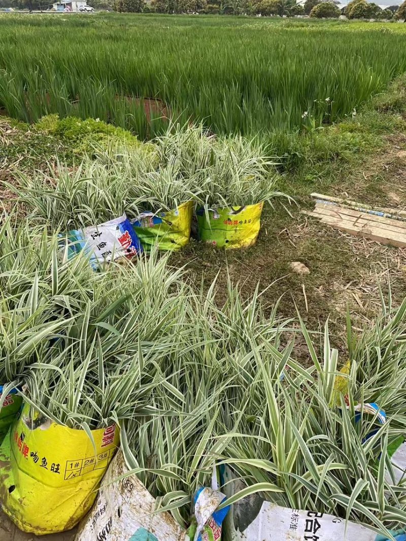 花叶芦竹广东水生植物供应盆苗、袋苗、裸根苗