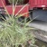 花叶芦竹广东水生植物供应盆苗、袋苗、裸根苗