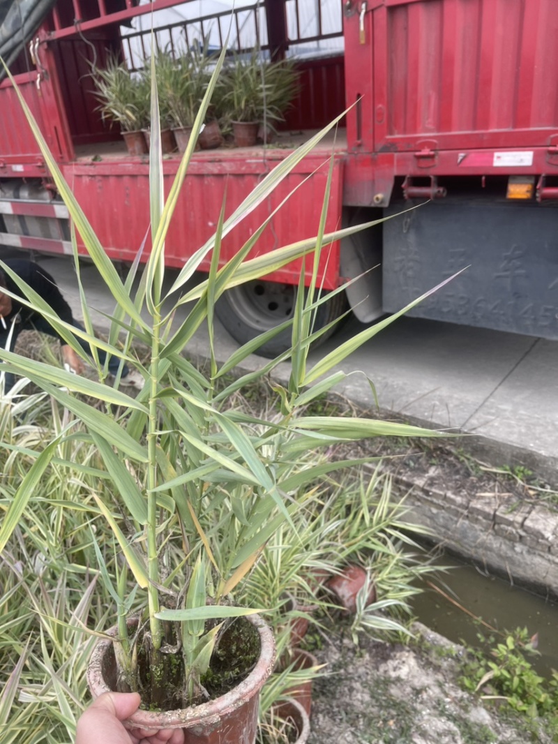 花叶芦竹广东水生植物供应盆苗、袋苗、裸根苗