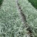 花叶芦竹广东水生植物供应盆苗、袋苗、裸根苗