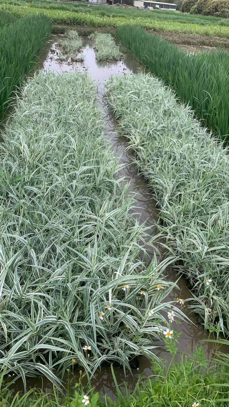 花叶芦竹广东水生植物供应盆苗、袋苗、裸根苗