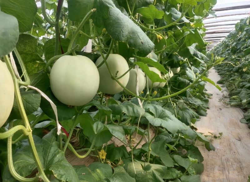 冰淇淋甜瓜上市啦软糯香甜需要的联系了！电商一件代发