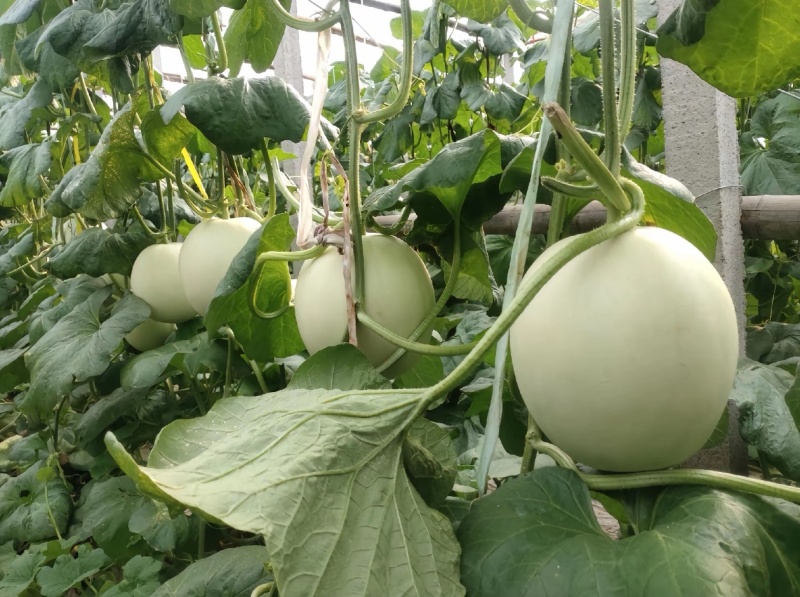 冰淇淋甜瓜上市啦软糯香甜需要的联系了！电商一件代发