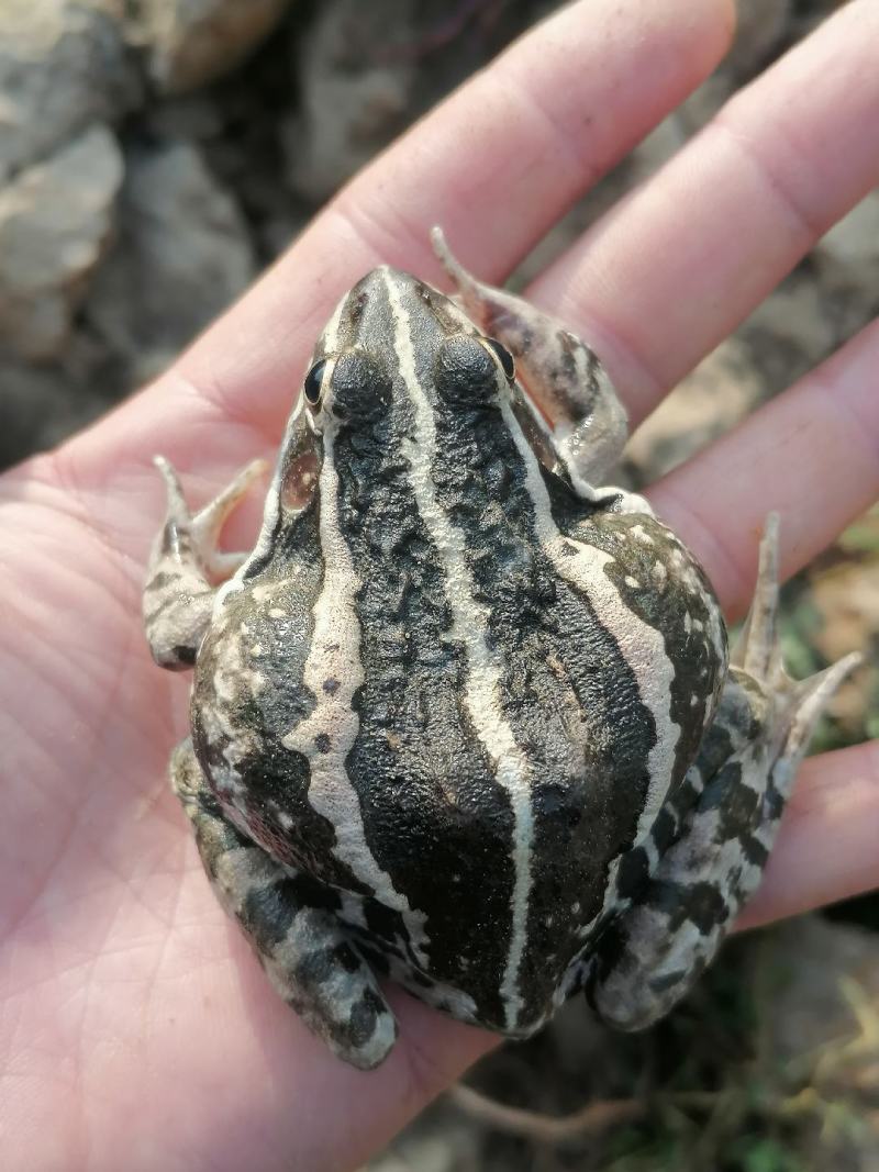 稻田黑帮蛙。青蛙。