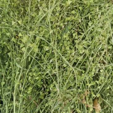 荠菜干货，野生，青色，全株采挖，非人工种植，