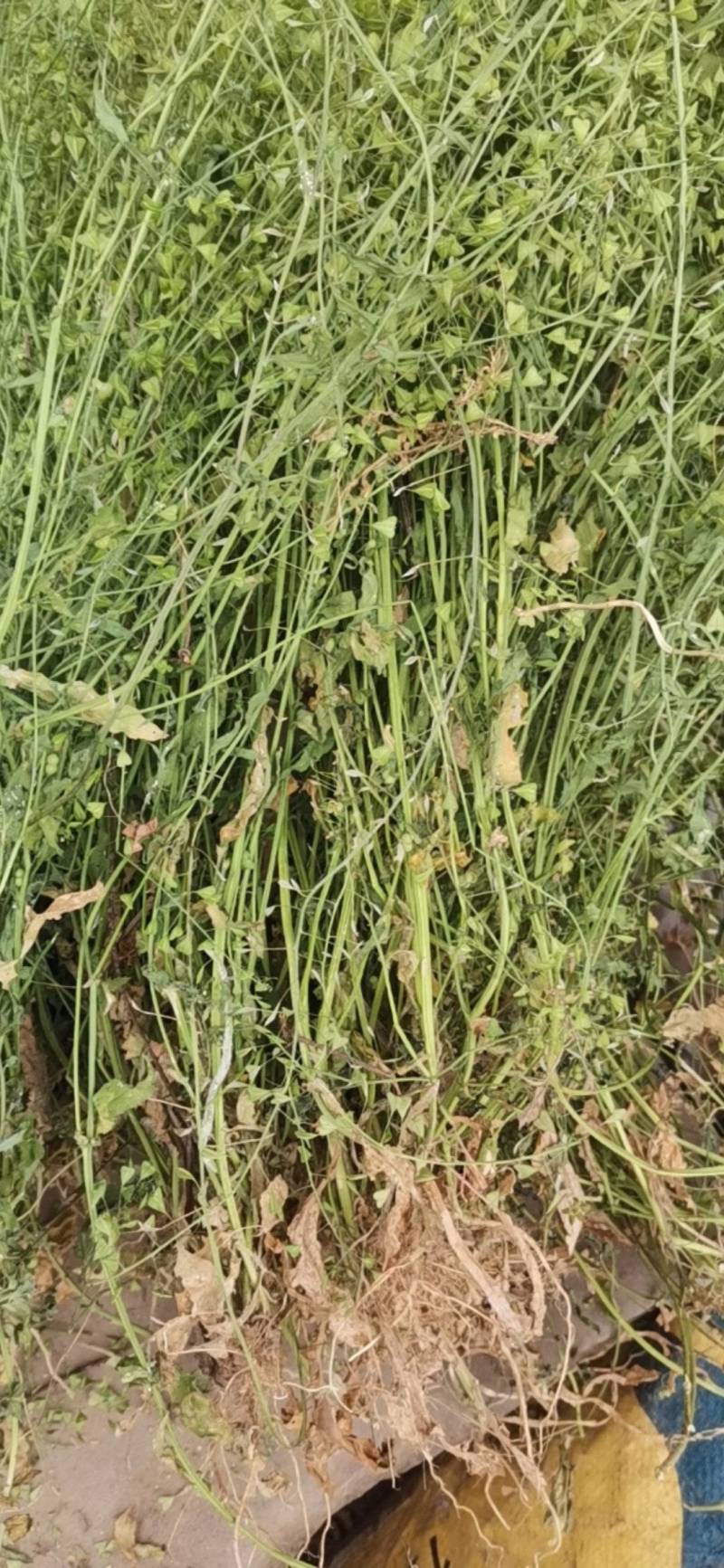 荠菜干货，野生，青色，全株采挖，非人工种植，