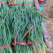 河北精品大叶韭菜，产地直发，一手货源，品质保证