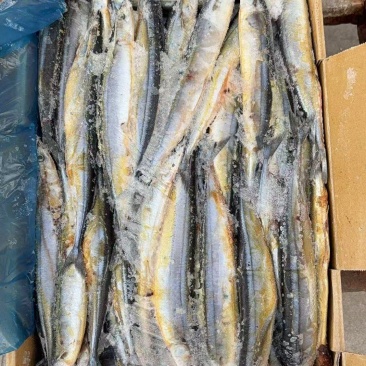 秋刀鱼超期可做宠物粮2柜手慢无原来1.8万/吨