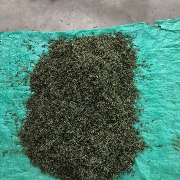明前特级礼盒装500g大化坪茶王核心产区直销