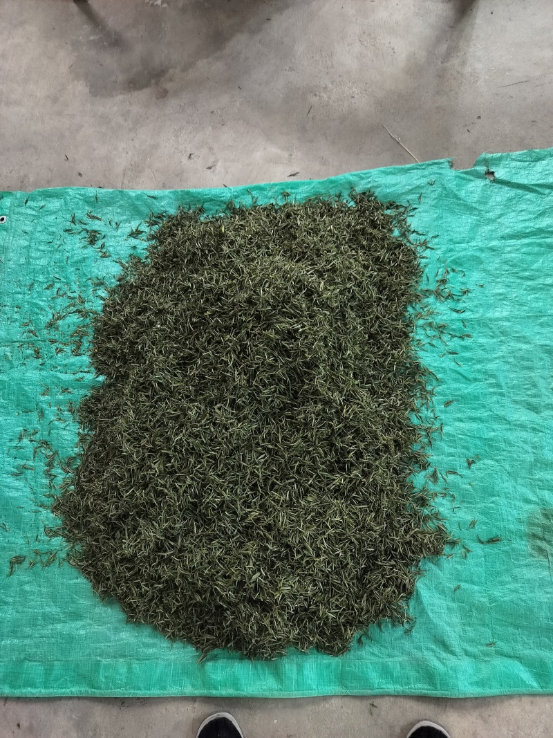 明前特级礼盒装500g大化坪茶王核心产区直销