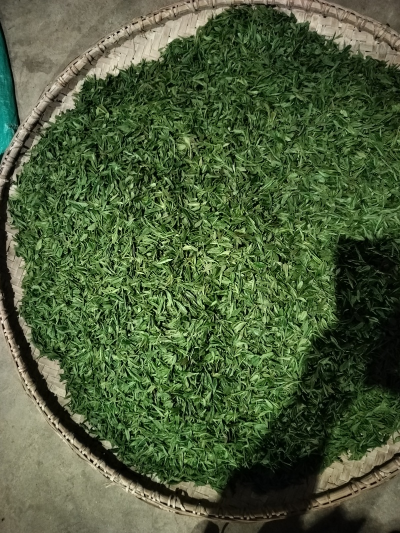 明前特级礼盒装500g大化坪茶王核心产区直销