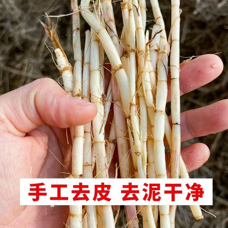 白茅根