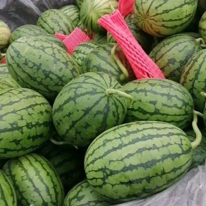 陕西渭南临渭区精品吊瓜938吊兰西瓜大量上市对接商超