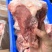 多肉扇子骨18斤颜色好带骨扇子骨，纯干货