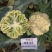 免盖松花菜烈日松60明珠65松花菜种子