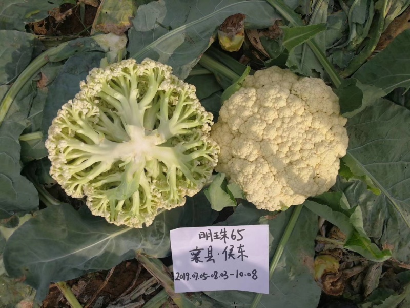 免盖松花菜烈日松60明珠65松花菜种子