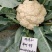免盖松花菜烈日松60明珠65松花菜种子